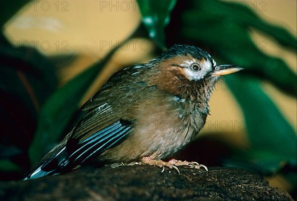 Ianthocincla cineracea