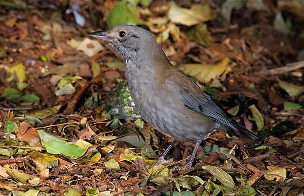 Grey Shrike Thrush Amongst dead lea