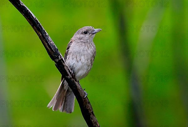 Grey Shrike-thrush