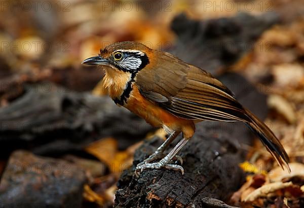 Greater Necklaced Laughingthrush