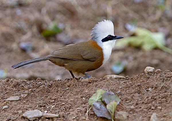 White-crested Laughing Thrush