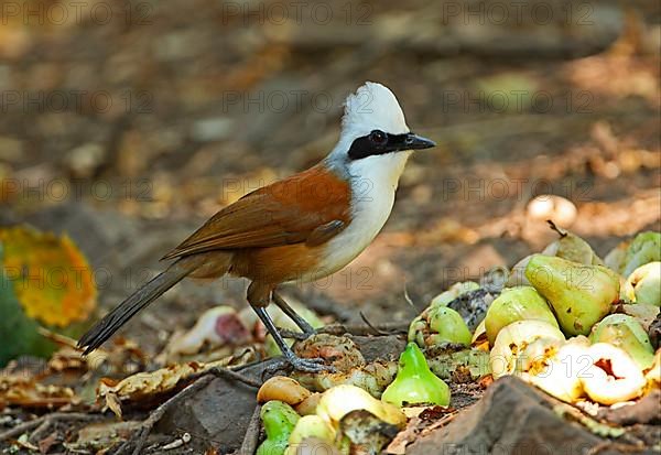 White-crested Laughingthrush