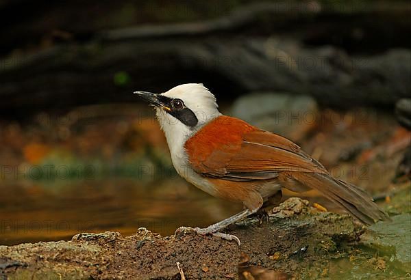 White-crested Laughingthrush