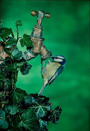 Blue Tit