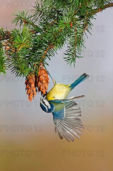 Blue tit