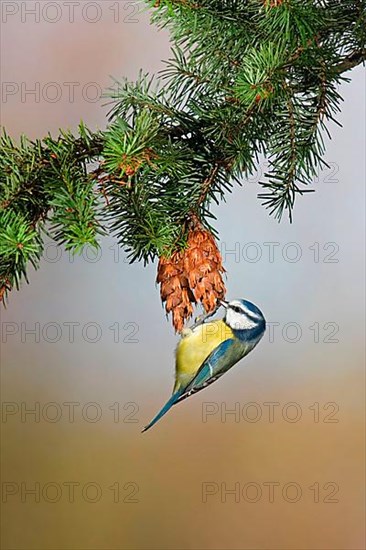 Blue tit