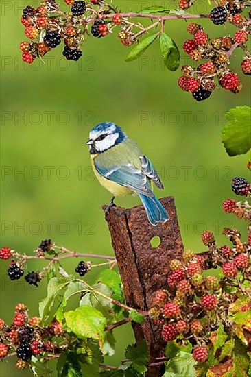 Blue tit