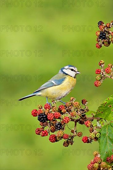 Blue Tit