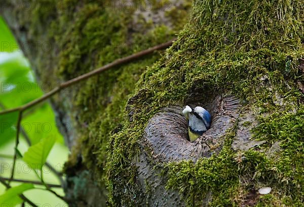 Blue tit