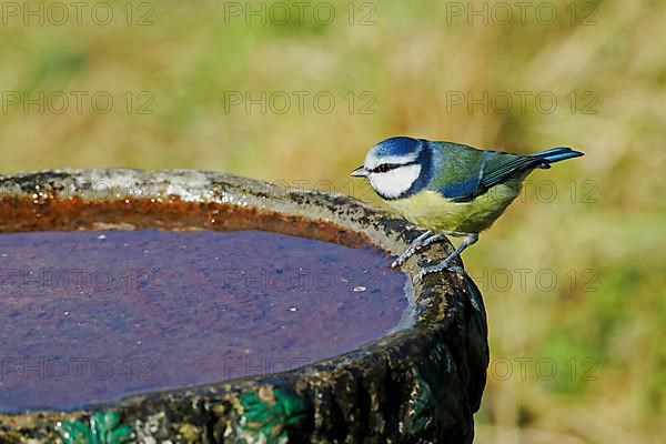 Blue Tit