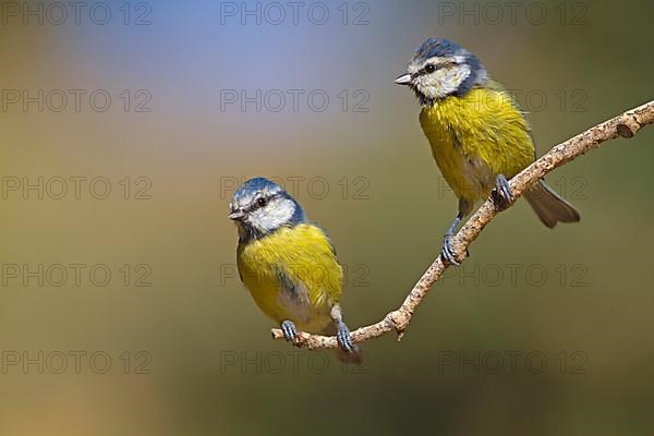 Blue Tit