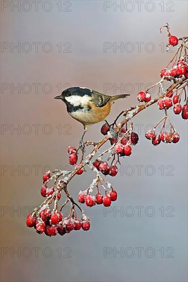 Coal tit