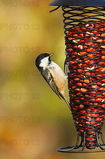 Coal tit