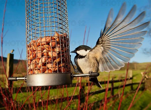 Coal tit