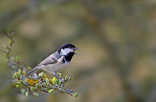 Coal tit