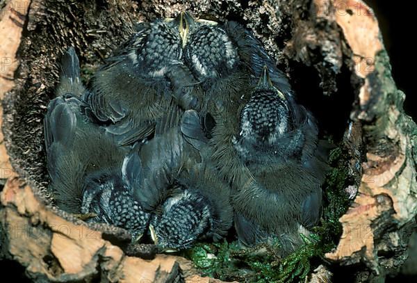 Crested Tit