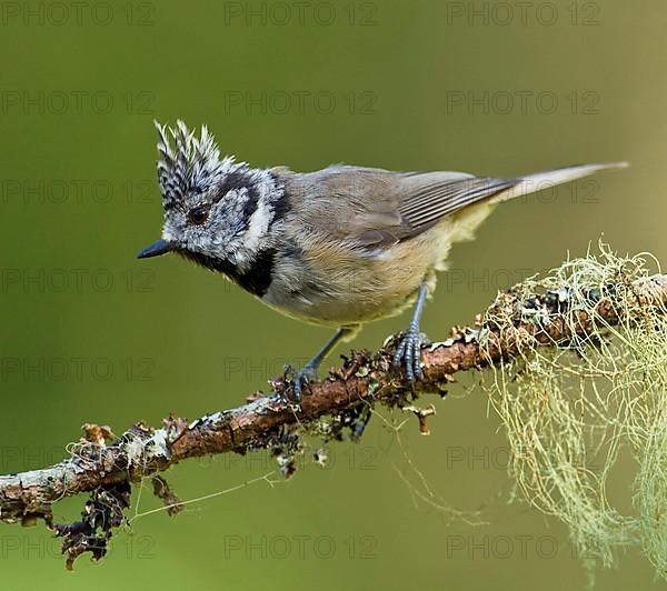 Crested tit