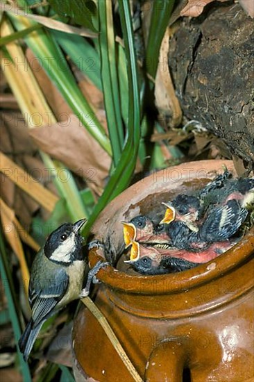 Great tit