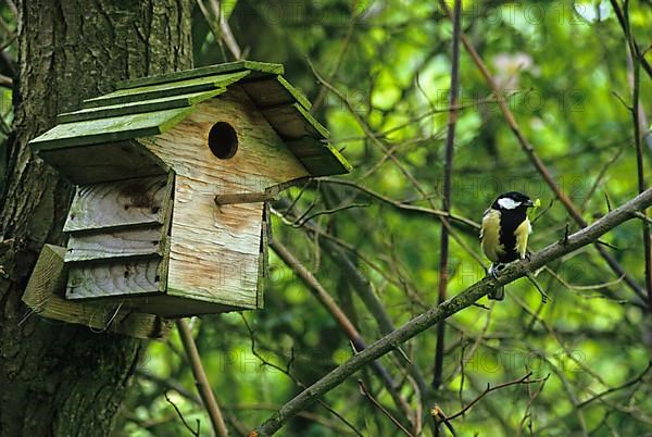 Great tit