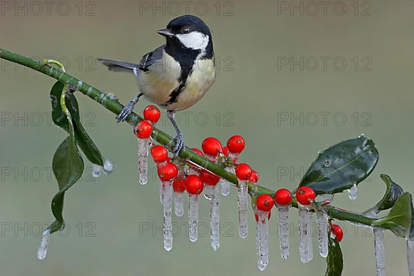 Great tit