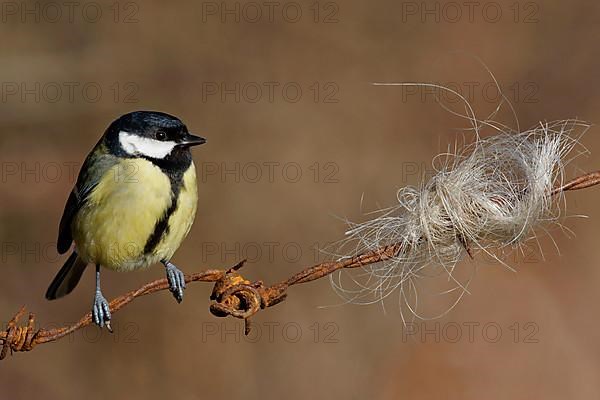 Great Tit