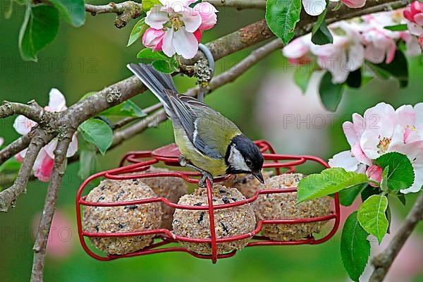 Great tit