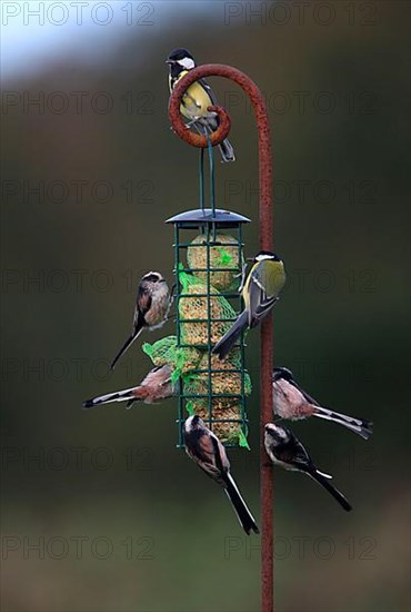 Long-tailed tit