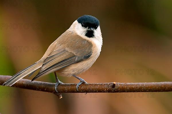 Marsh Tit