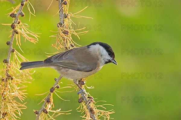 Marsh Tit