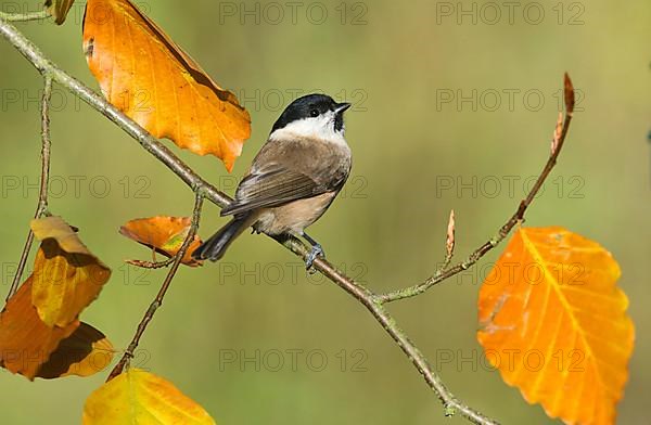 Marsh tit