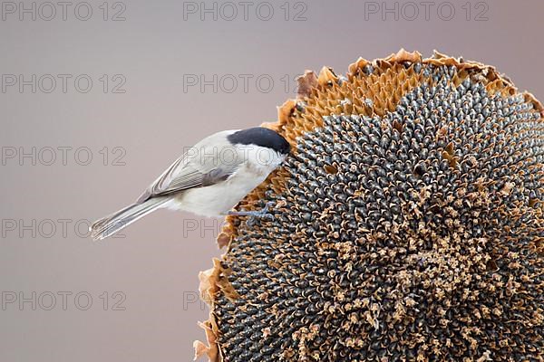 Marsh Tit