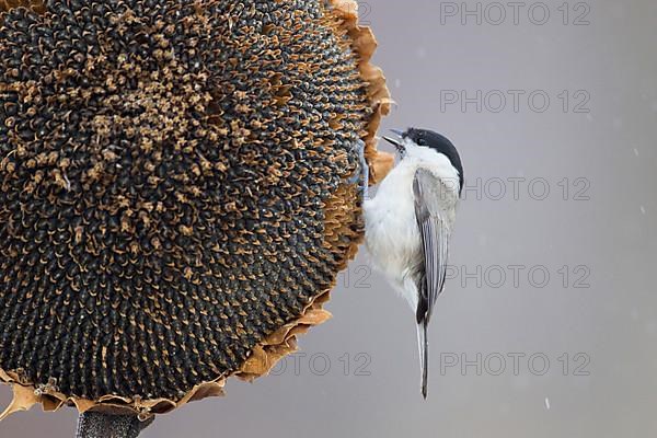 Marsh Tit