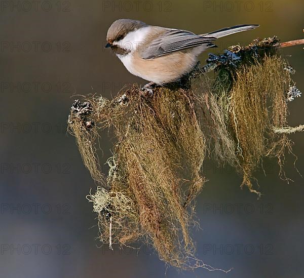 Siberian grey-headed chickadee