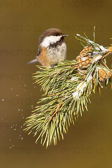 Siberian grey-headed chickadee