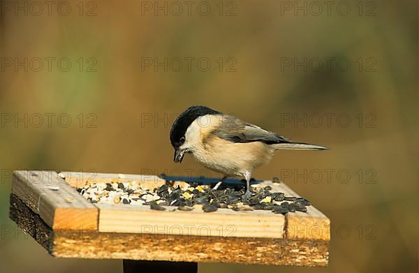 Willow Tit