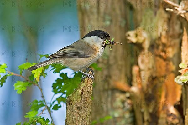 Willow tit