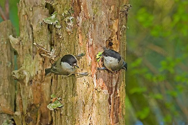 Adult pair of willow tits