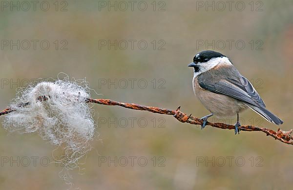 Willow tit