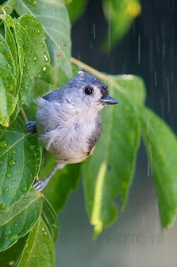 Tufted titmouse