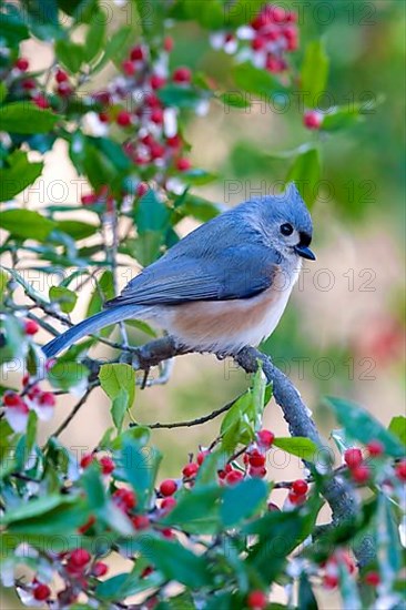 Tufted titmouse