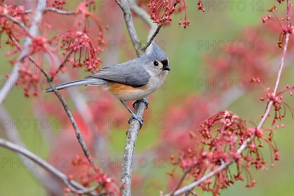 Tufted titmouse