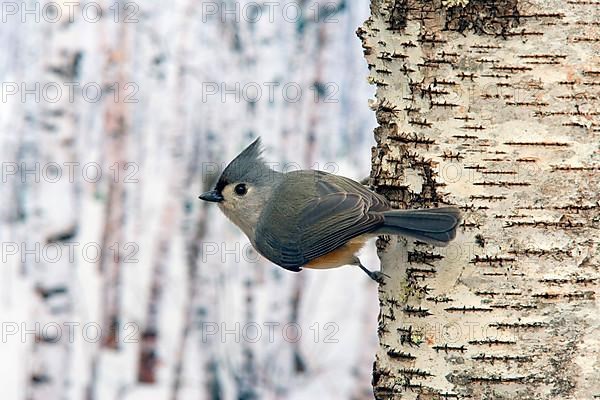 Tufted Titmouse