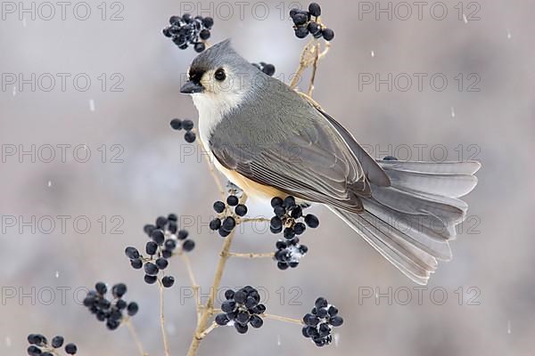 Tufted Titmouse