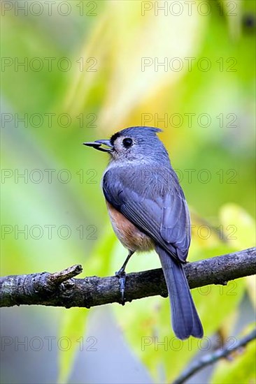 Tufted Titmouse