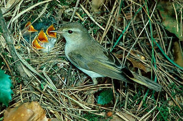 Western bonelli's warbler