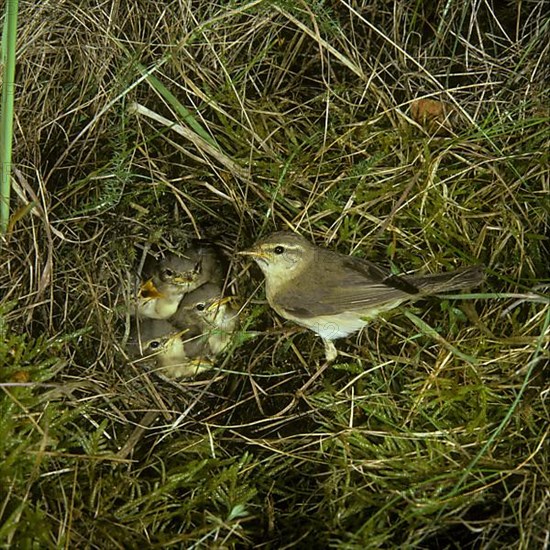 Willow Warbler