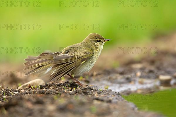 Willow warbler