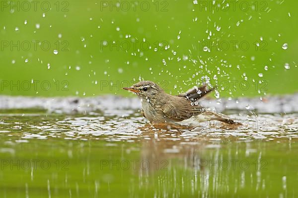 Willow warbler