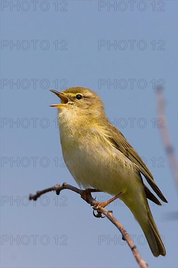 Willow warbler