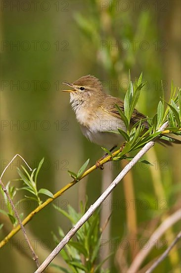 Willow warbler